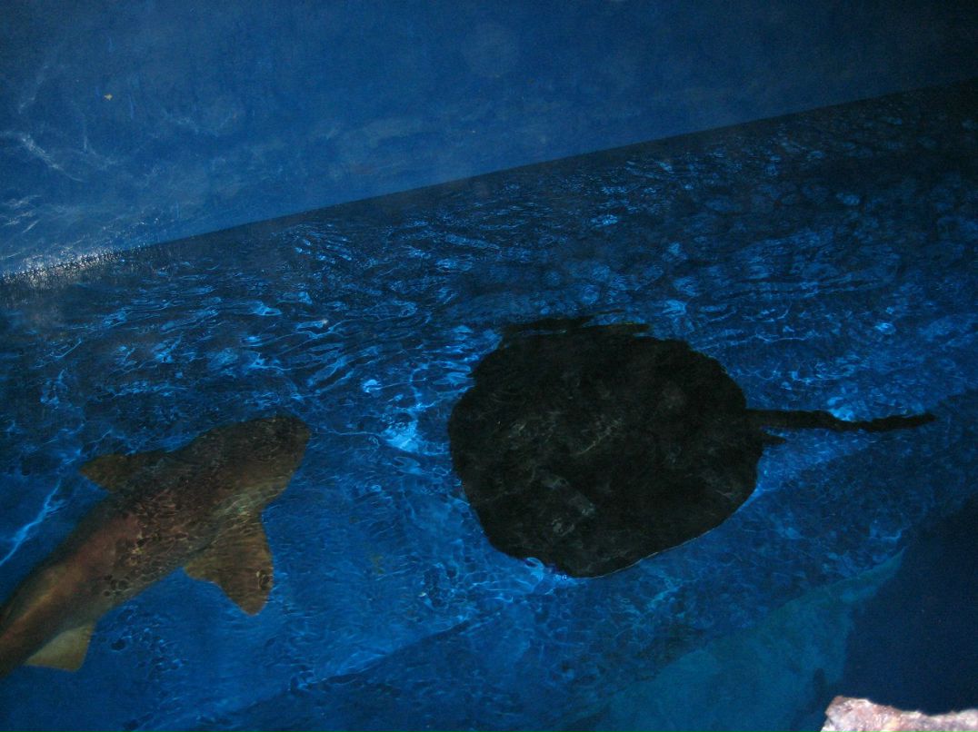 Олеся Зуева | Новосибирск