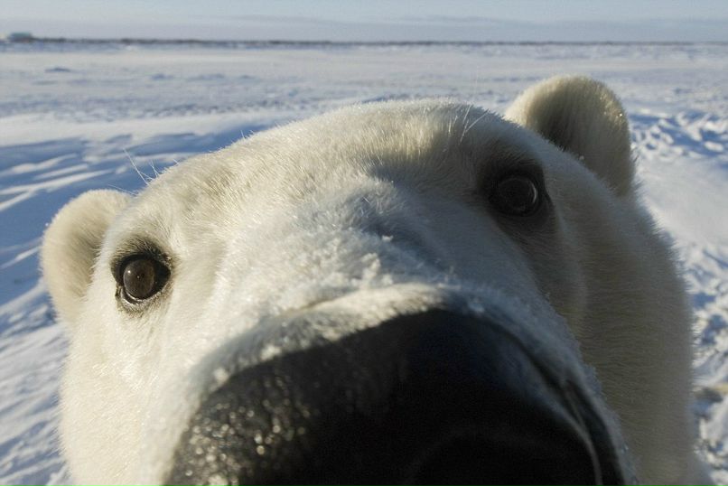 Niko Bellic | Москва