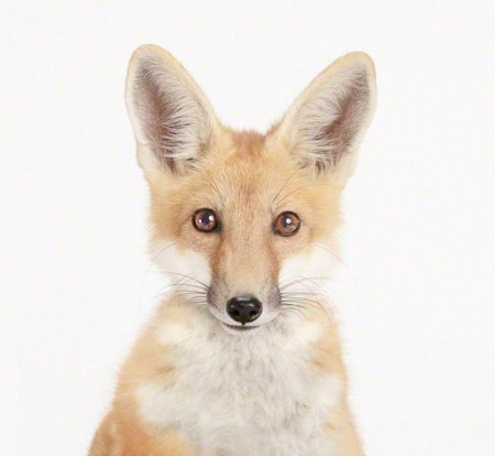 Елизавета Букинская | Москва