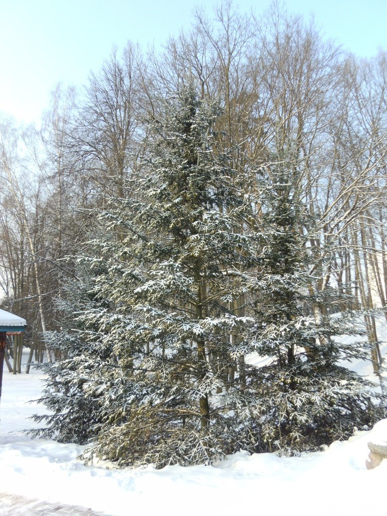 Константин Де Брильи | Владивосток