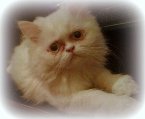 Наталия Степанова ⎝⏜⏝ ⏜⎠Редькина | Елец