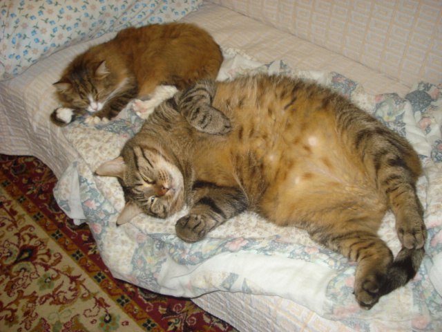 Елена Голуб | Санкт-Петербург