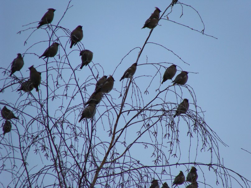 Оля Асанова | Кемерово