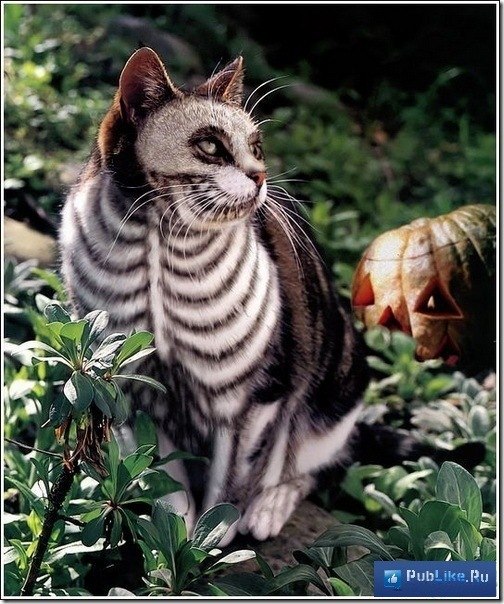 Оля Калинина | Санкт-Петербург