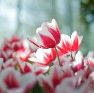 Екатерина Фурман | Алчевск