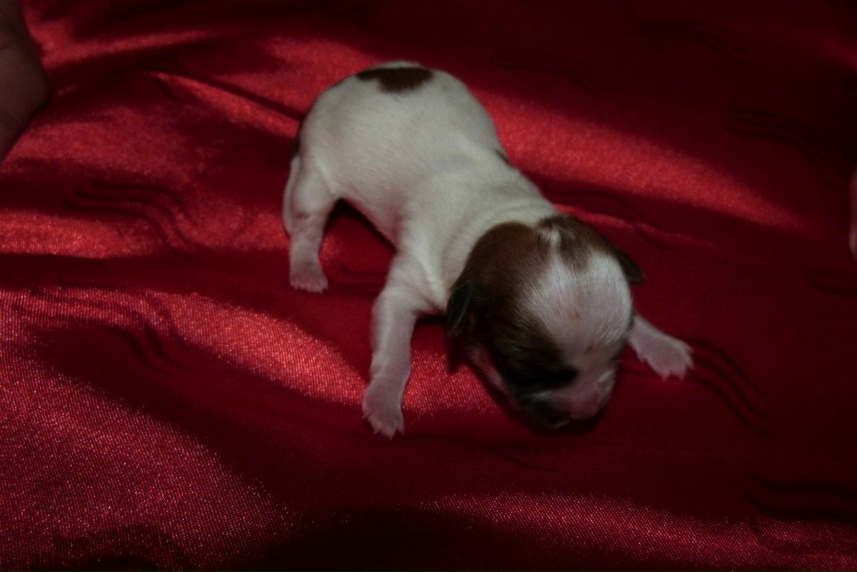 Dar Jah | Санкт-Петербург