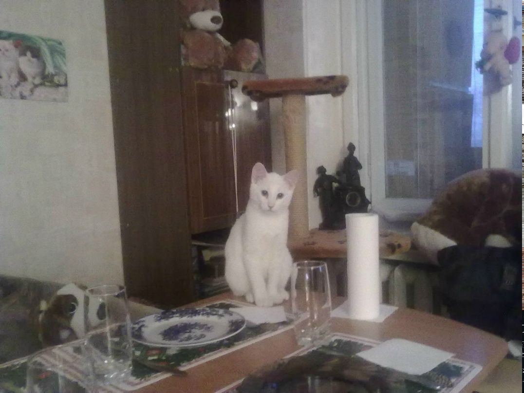 Ирина Григорьева ▀▄▀▄▀▄▀ | Санкт-Петербург