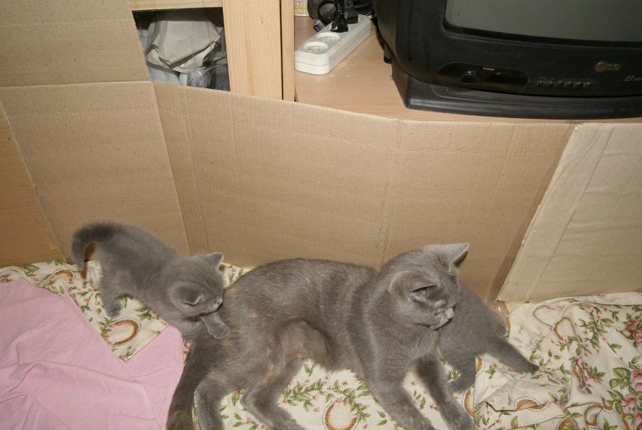 №183, Ирина Чернявская №183, Ирина Чернявская