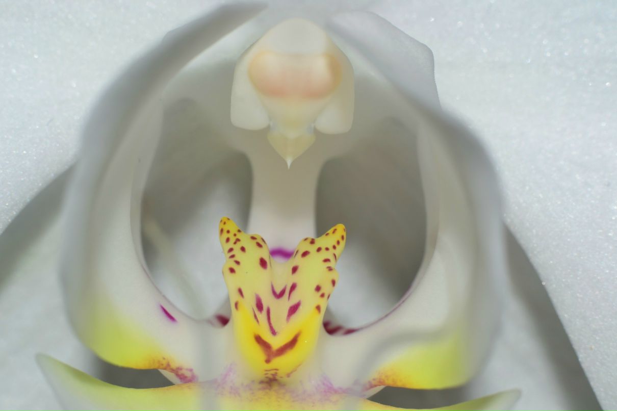 Ярослав Холявко 