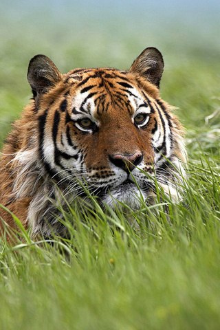 Анюта Рогачёва | Степовое / Орджоникидзе