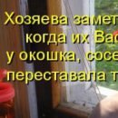 Эмиль Алиев | Баку