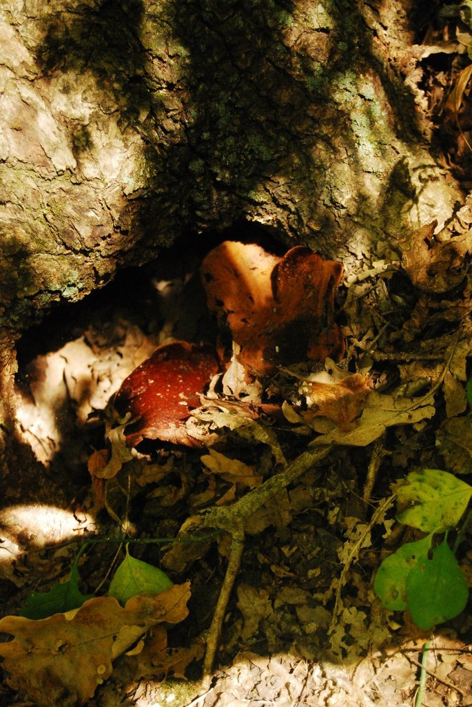 Варвара Колесник Demoni | Ростов-на-Дону