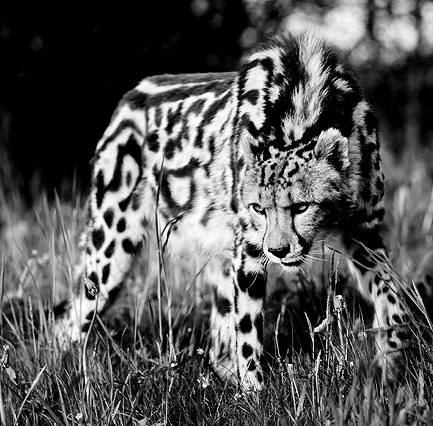 Eugenio Kivgila F u r o r e © | 