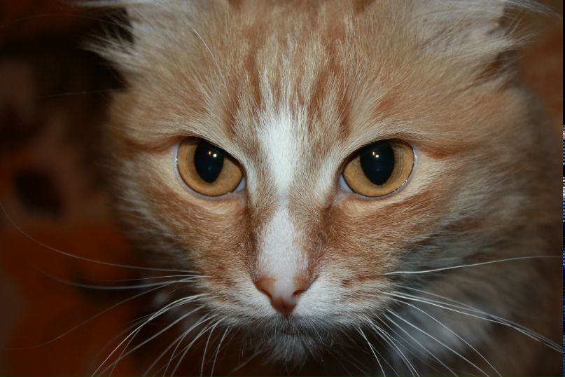 Дамир Гиниятуллин | Челябинск