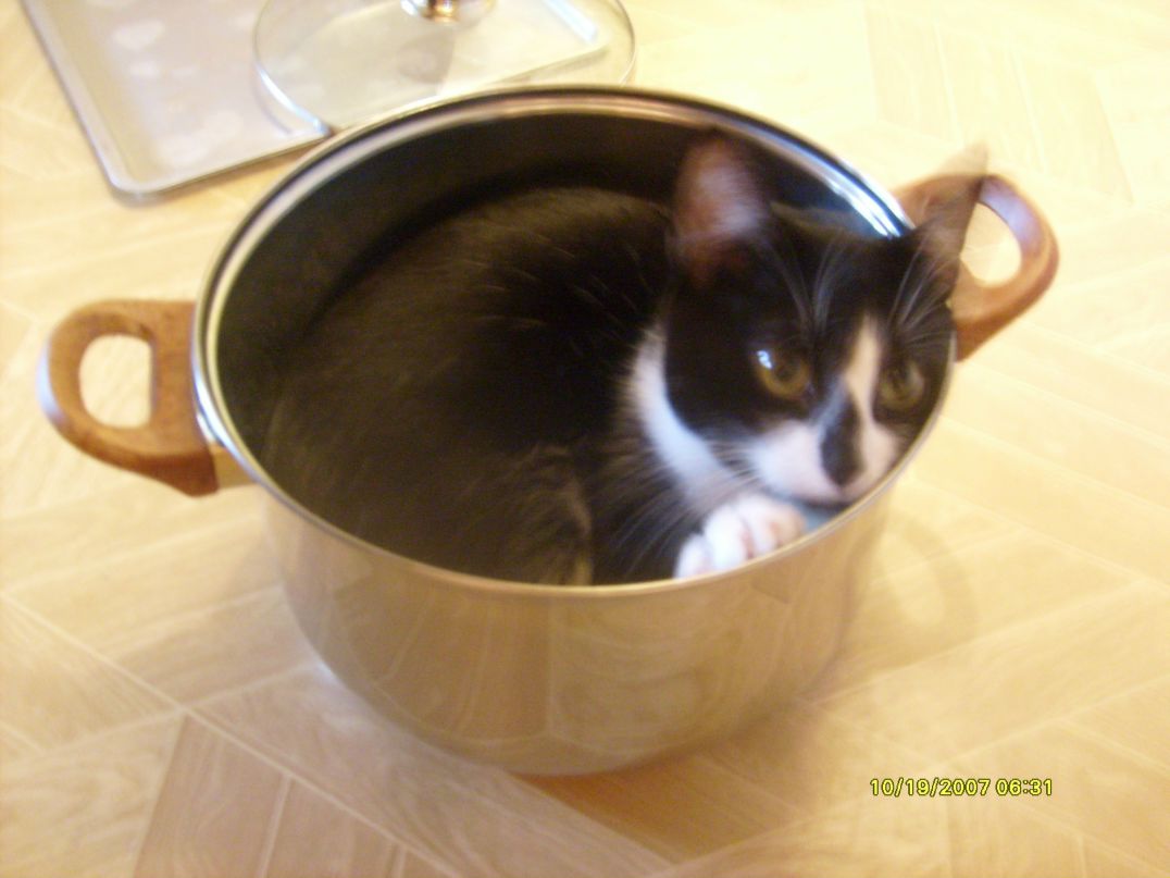 Татьяна Акуленко | Копыль