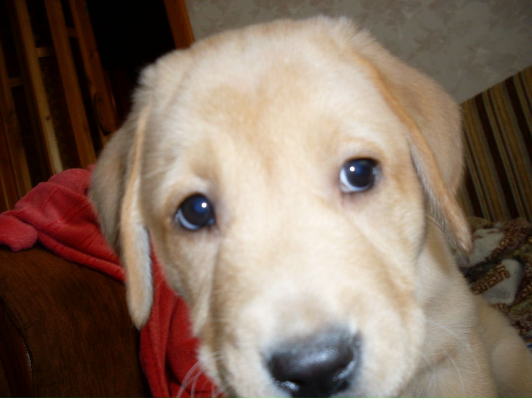 Диана Оренко | Киев