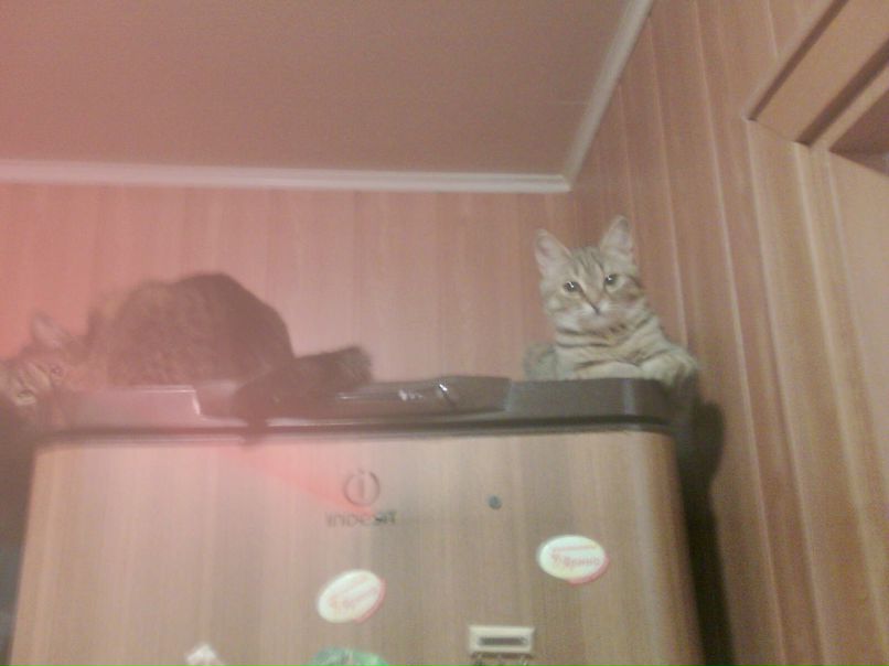 Ксения Желенкова | Киев