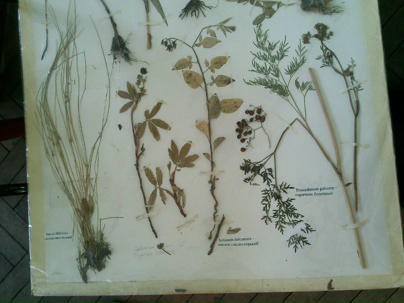 Мария Язовских | 