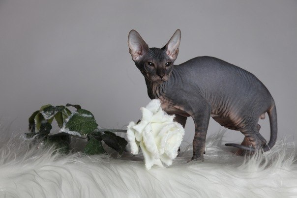 Дарья Белых | Апатиты