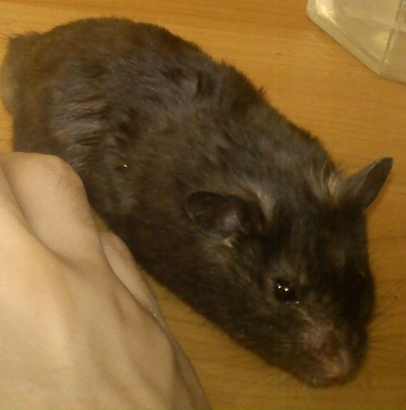 Анютка Лосева | Санкт-Петербург