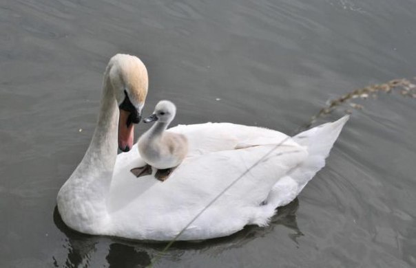 Оксана Сніговська | Одесса