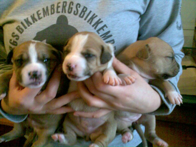 Ленка Головіна | Луцк