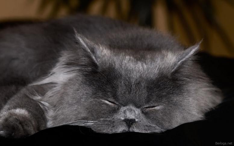 Вася Фермер | Львов