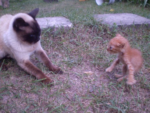 №23, Сакине Ильясова, Симферополь №23, Сакине Ильясова, Симферополь