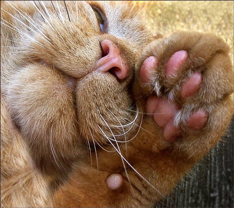 Александр Фёдоров | 