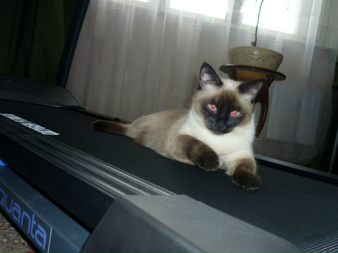 Шурик Суранов ВиЛЛ | Москва