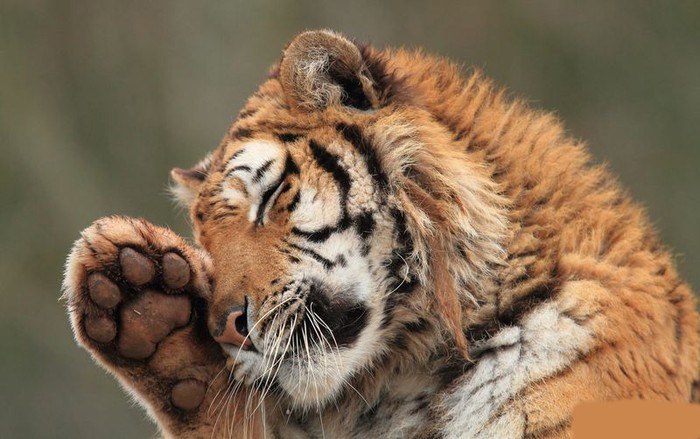 Сергей Голубев | Санкт-Петербург