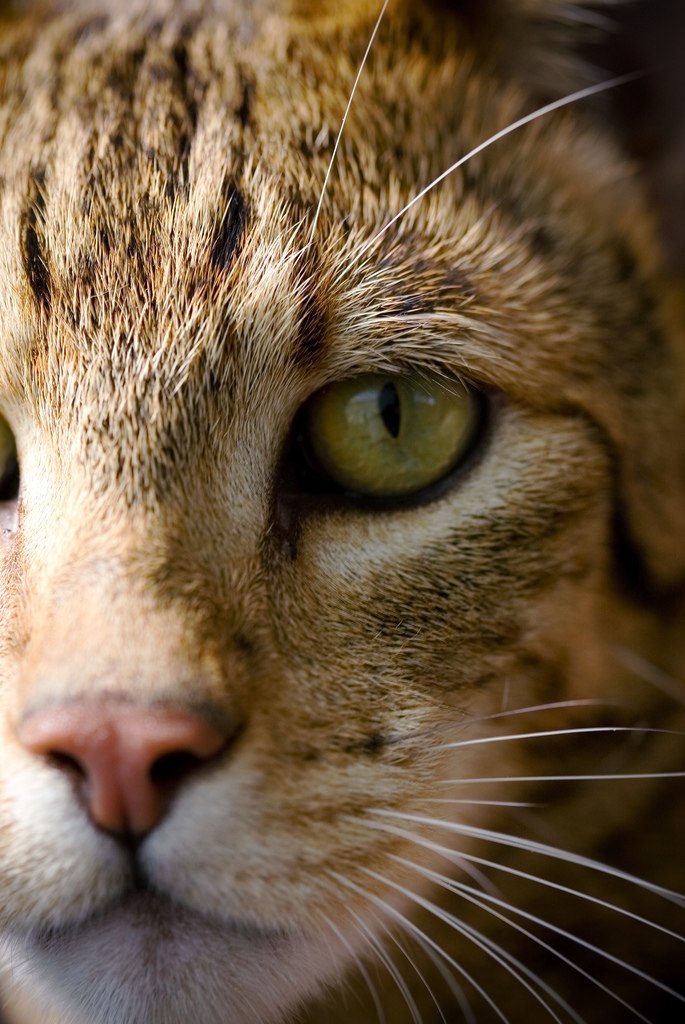 Віталік Надворний | 