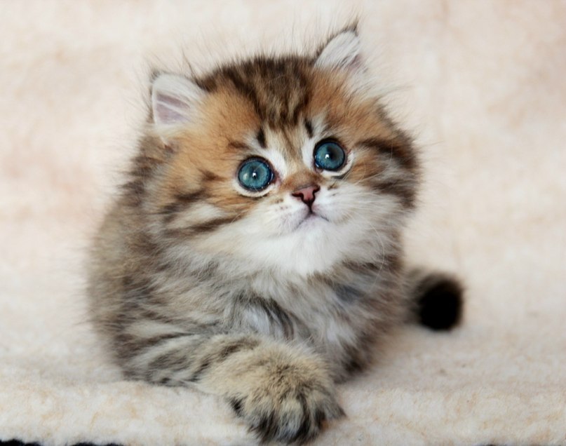 Ana Đukanović | Beograd