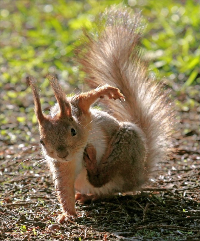 Елена Клименко | Киев