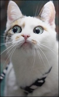 Алеся Игумнова | Новокузнецк