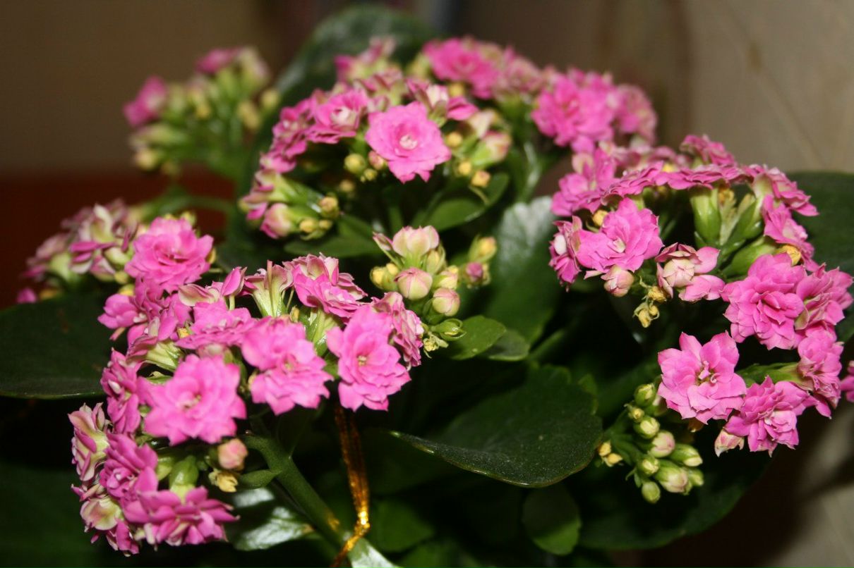 Оксана Фляжникова | Санкт-Петербург