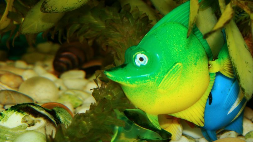 Владимир Шапран | Киев