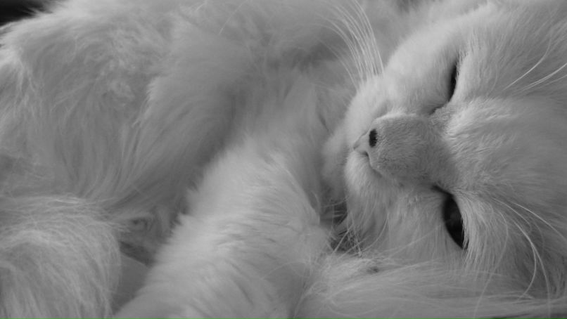 Aleksandra Vingert | Санкт-Петербург