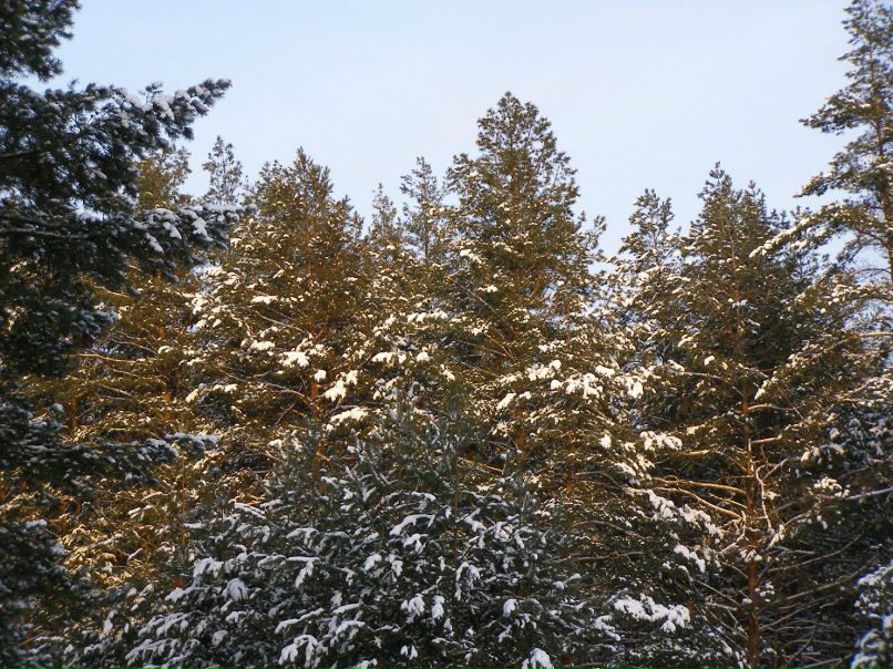 Алексей Друзин | Алатырь