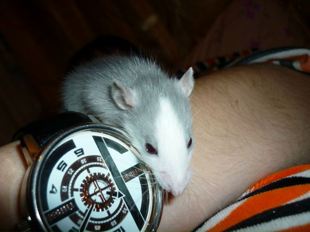 Светлана Калачева | Михайловка