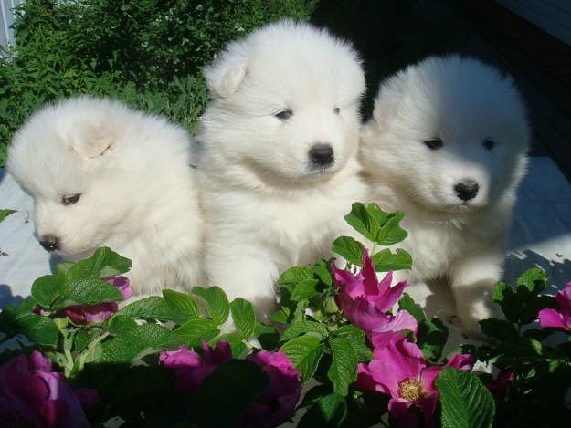 Мария Петухова | Витебск