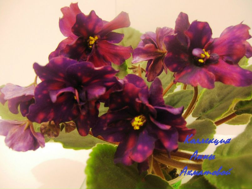 Анна Степанова | Санкт-Петербург