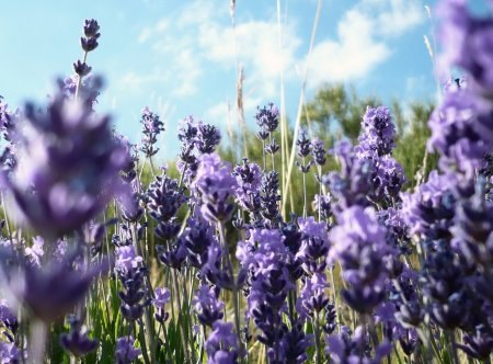 Елена Тупица | Новоозерное