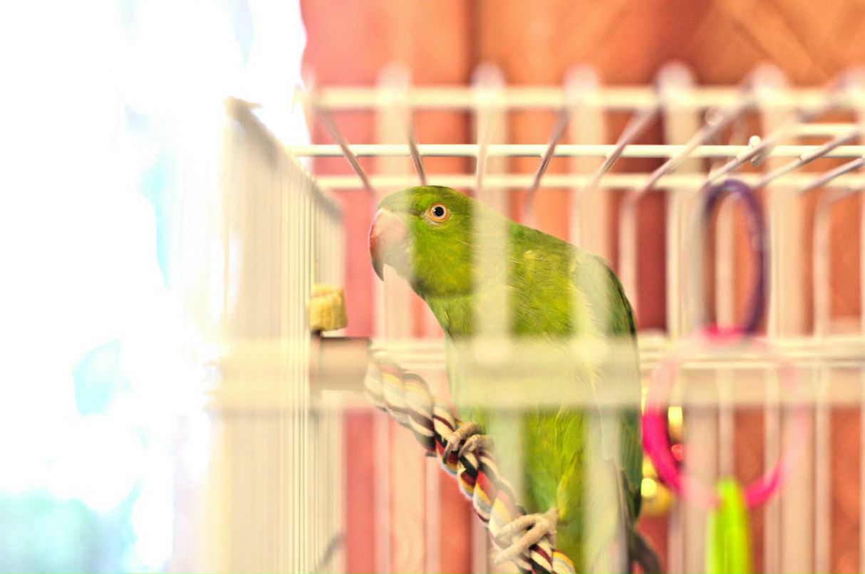 Артем Боярский Shadow | Киров