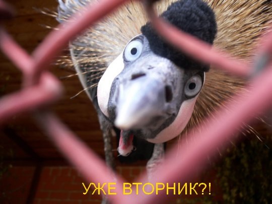 Катюшка Никульникова | Москва