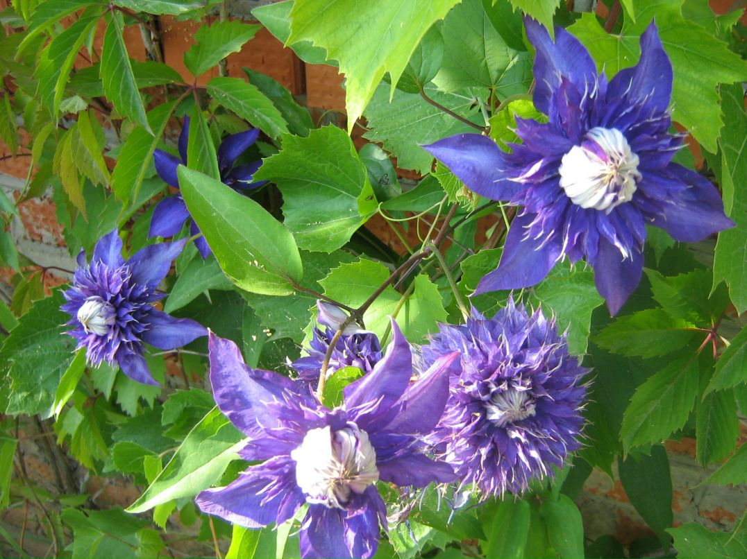 Валерия Баркова | 