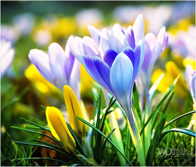 Ольга Соболь | Николаев