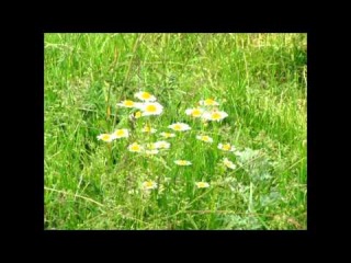 Відео-прогулянка біля р. Горинь, місто Ланівці