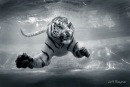 Фотография Anisfeld Alexander