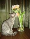 Фотография Елена Сорочинская